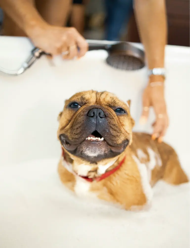 Sand + Paws Pet Shampoo & Conditioner - Honeysuckle - Image 2