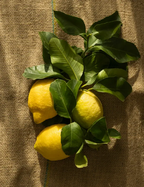 Sand + Paws Olive Lemon 12 Oz Scented Candle - Image 5
