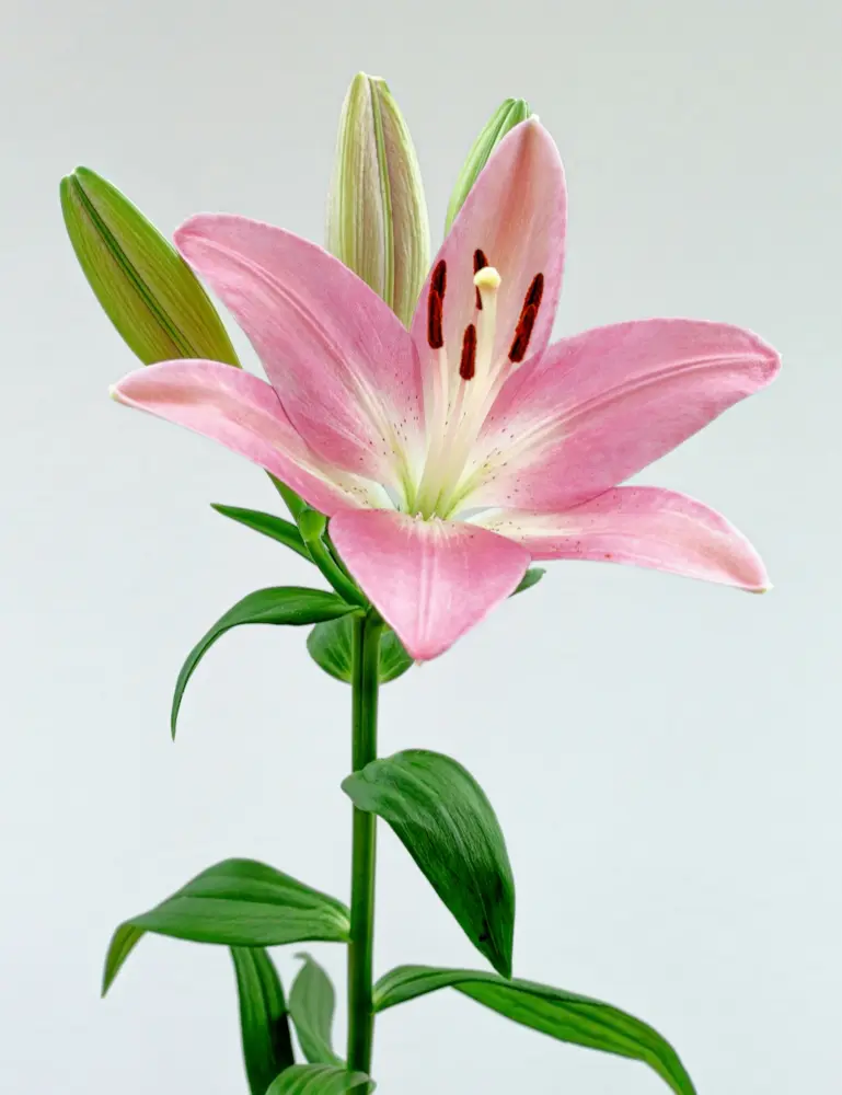 Peony & Lily 100 Ml Eau De Toilette - Image 2
