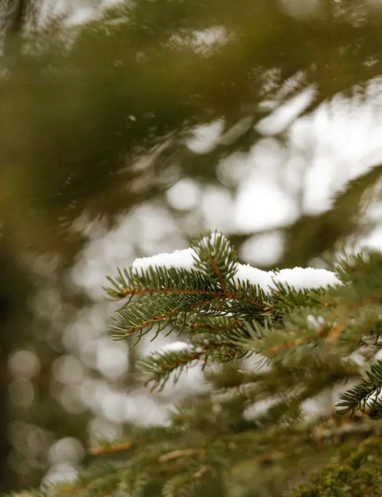 Pine & Sage 23 Oz Scented Candle - Image 2