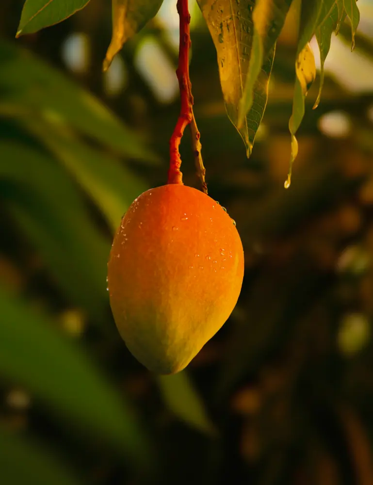 Guava Mango 21 Oz Scented Candle - Image 2