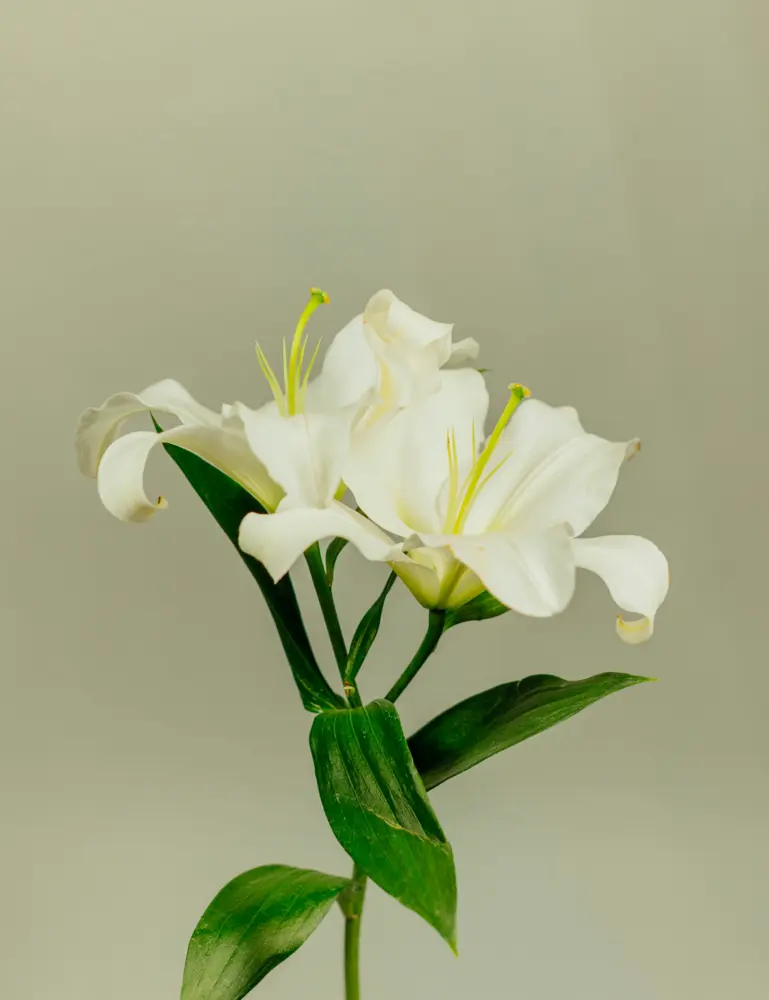 Gardenia 11 Oz Scented Candle - Image 2