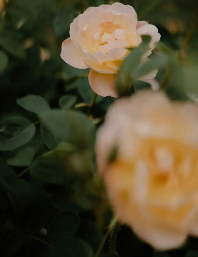 Rose Of Nowhere 50ml Perfume Oil Rollerball - Image 2