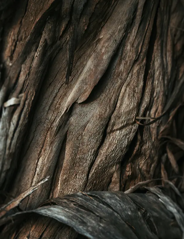 Vanilla Sandalwood 32 Oz Body Wash - Image 2